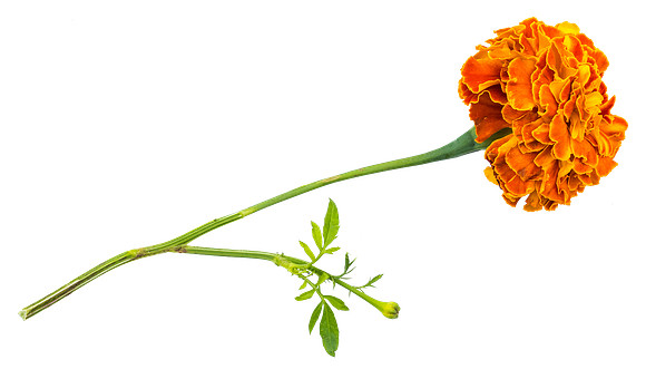 Flower_5