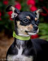 Foster Dandelion-8907