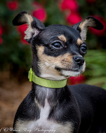 Foster Dandelion-8907