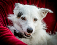 Foster Formiga-9639