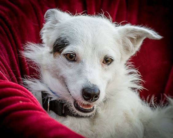Foster Formiga-9639
