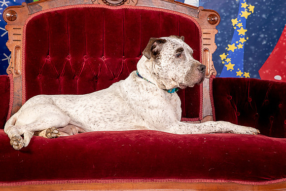 Foster Sylvester-0966