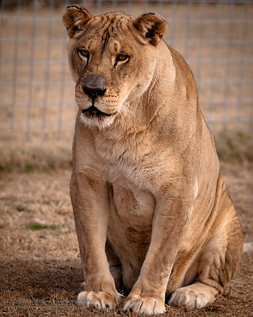 Suzies Pride-2245