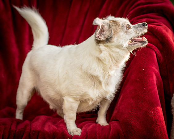 Foster Petey-9386