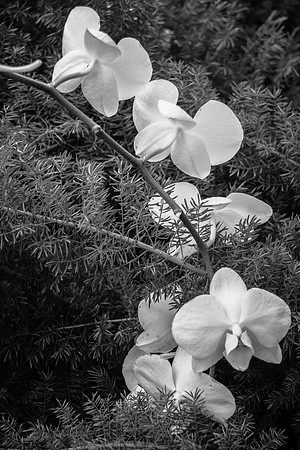 Flowers-2263