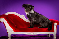 Foster Phoenix-5089