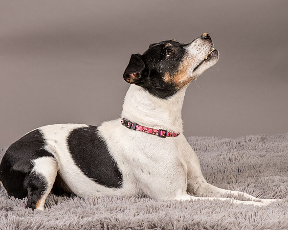 Foster Pollyanna-4018