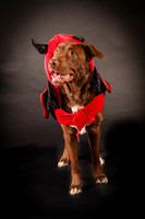 Charley-8282