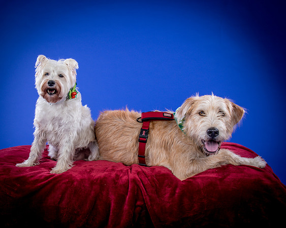 Partick-Newman & Sadie-2561