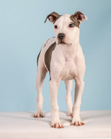 Foster Luna-4690