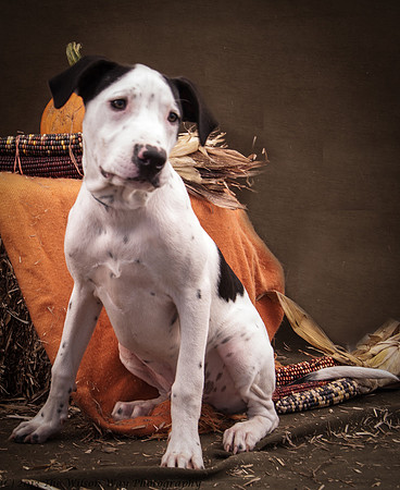 Foster Snoopy-6828