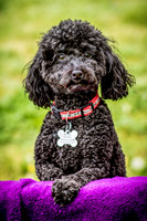 Foster Mindy-7382