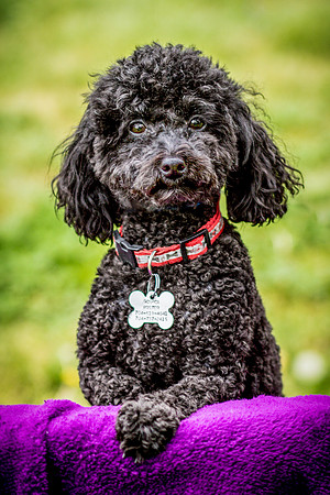 Foster Mindy-7382