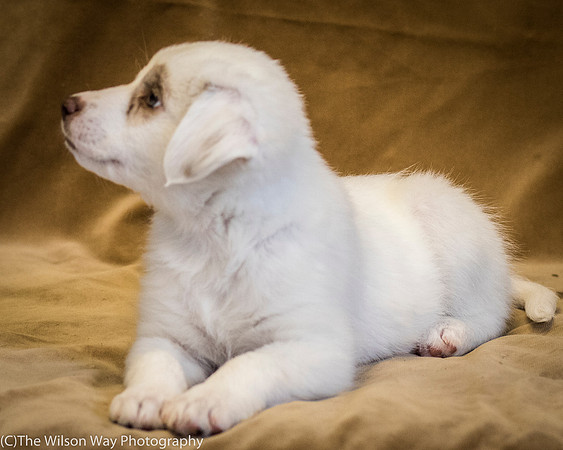 Foster Lisanna-0438