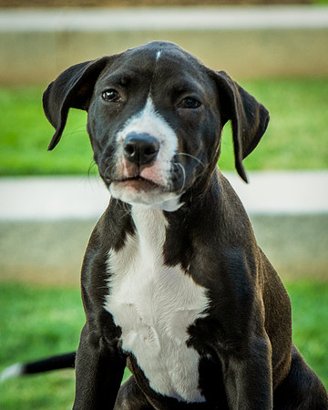 Foster Lola-9925