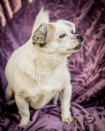 Foster Petey-9965