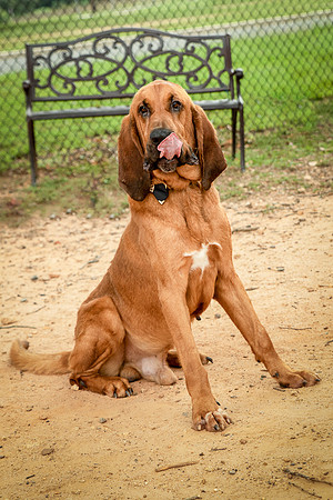 Roscoe-0499
