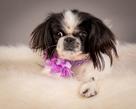 Foster Gypsy Rose-7951