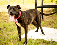 Darlington - Rosie-8918