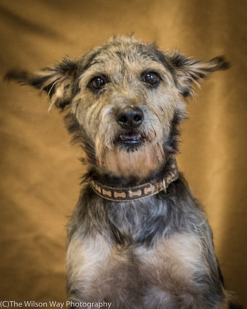 Foster Genghis-0251