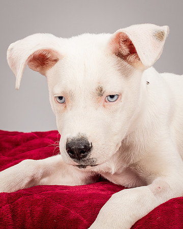 Foster Alvin-4798