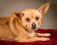 Foster Dobby-8236