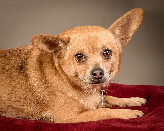 Foster Dobby-8236