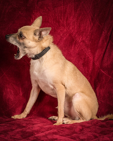 Foster Kiwi-8382