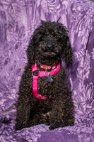 Foster Mindy-2710