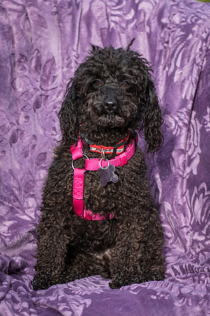 Foster Mindy-2710