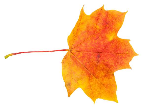 Leaf_