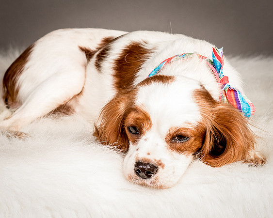 Foster josephina-4119