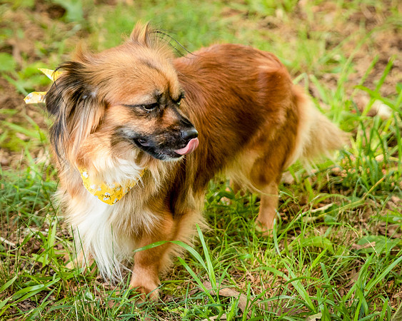 Foster Petunia-9452