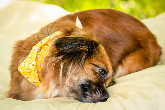 Foster Petunia-9232