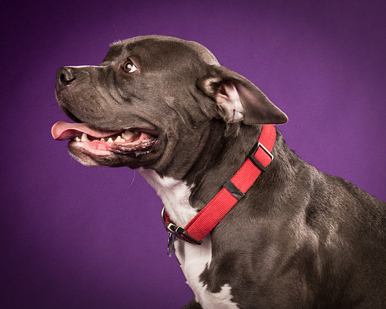 Daisy and Renegade-2568