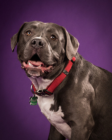 Daisy and Renegade-2573