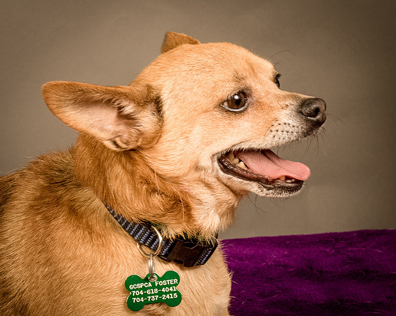 Foster Dobby-8164