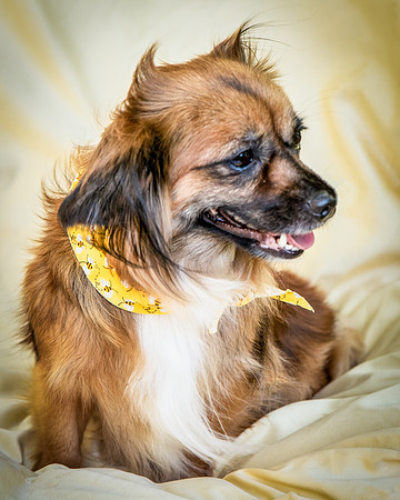 Foster Petunia-9319