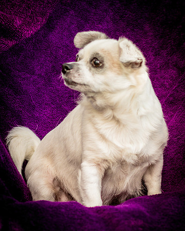 Foster Petey-0071