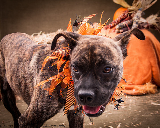 Foster Fred-7499