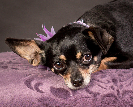 Foster Pansy-9359