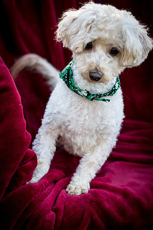 Foster Annalise-0599