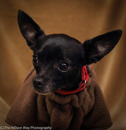 Foster Twiggy-1145