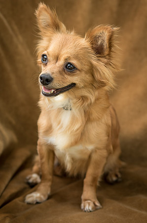 Foster Dolly-7730
