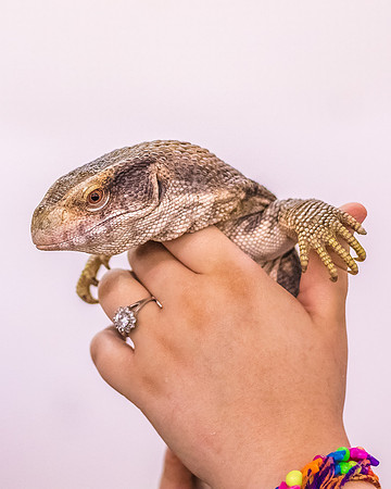 Loki-2863