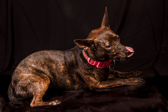 Foster Gretel-1135