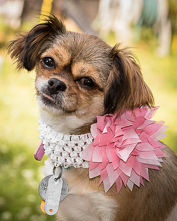 Foster Missy-0626