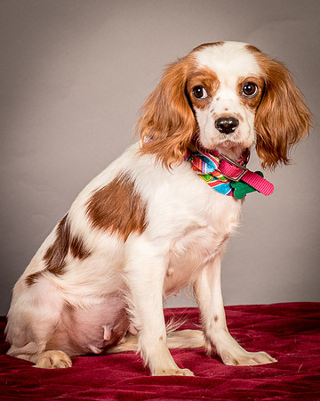 Foster josephina-3966