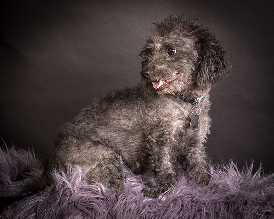 Foster Mokey-1331