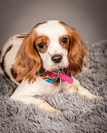Foster josephina-3739